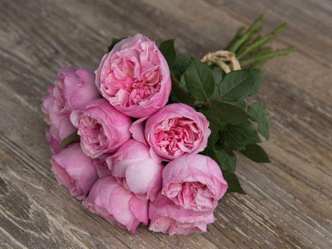 David Austin Wedding Rose Carey